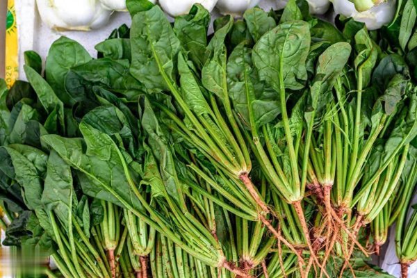 弘盛配资 9月初秋燥别错过这5种“润肠菜”，肠道顺免疫力强