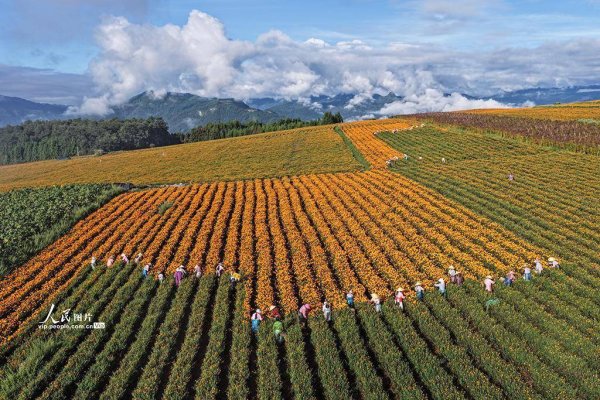倍加网配资 云南腾冲：采收万寿菊