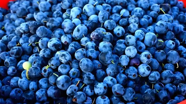 汇盈配资 吃对这10样，从头到脚舒坦，日常养护不遭罪